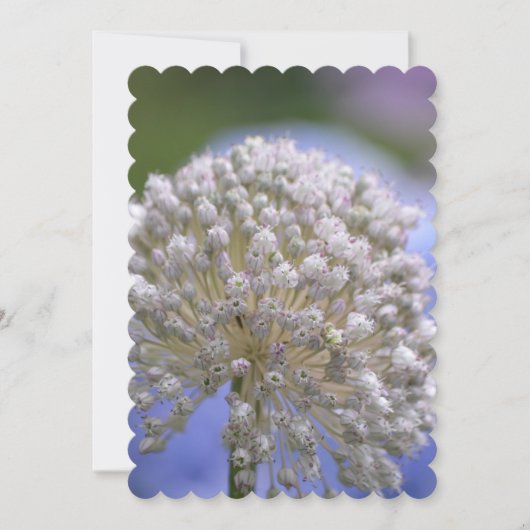 Invitation Allium fleurissant blanc (Devant)