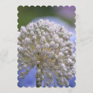 Invitation Allium fleurissant blanc