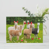 Invitation Alpacas Avec Coupes Rouges (Debout devant)