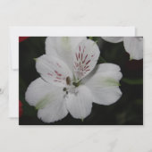Invitation Alstroemeria blanche (Devant)