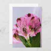 Invitation Alstroemeria rose-4 (Devant / Derrière)