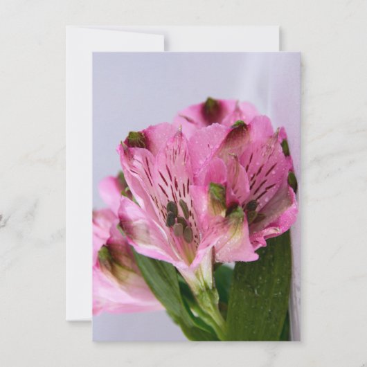 Invitation Alstroemeria rose-4 (Devant)