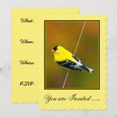 Invitation American Goldfinch - Photo originale (Devant / Derrière)