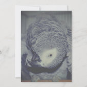 Invitation Amusante fête du perroquet gris africain (Dos)