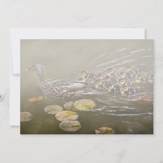 Invitation Animal - Canards - Nager comme un canard (Devant)