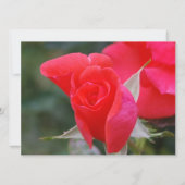 Invitation Anniversaire de Quinceanera de rose assez rouge (Dos)