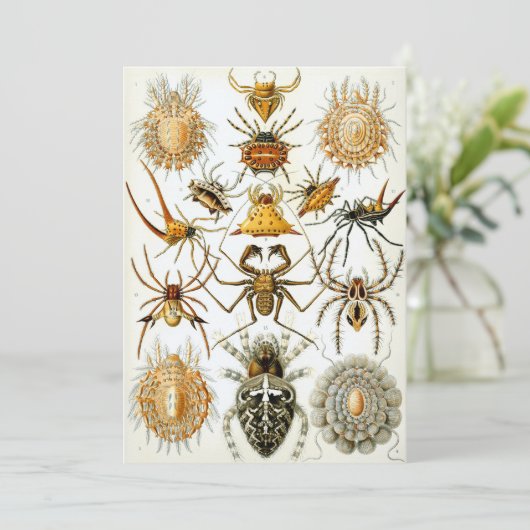 Invitation Araignées (Debout devant)