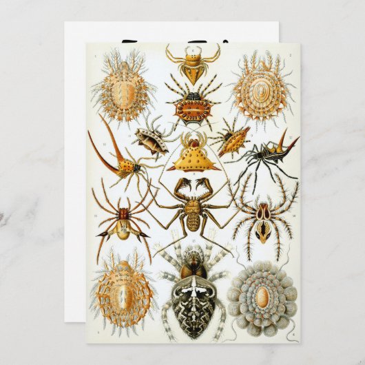 Invitation Araignées (Devant / Derrière)