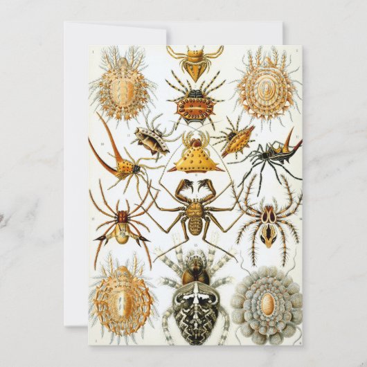Invitation Araignées ou arachnides vintages par Ernst Haeckel (Devant)