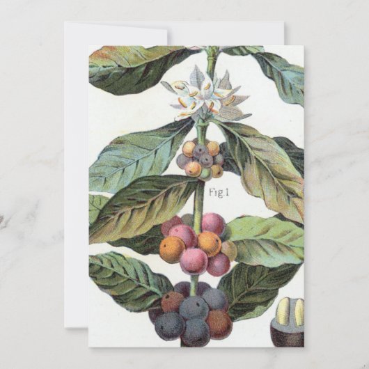 Invitation Artwork de haricots de café vintage (Devant)