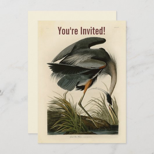 Invitation Audubon Great Blue Heron Marsh Bird (Devant / Derrière)