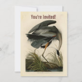Invitation Audubon Great Blue Heron Marsh Bird (Devant)