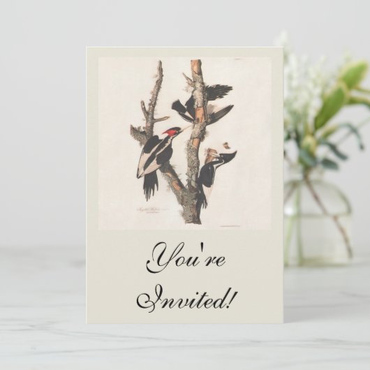 Invitation Audubon Ivory-Billed (Debout devant)
