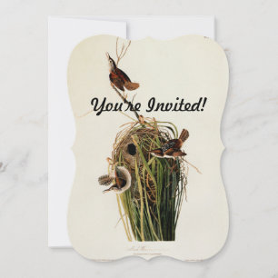 Invitation Audubon Marsh Wren Bird Art