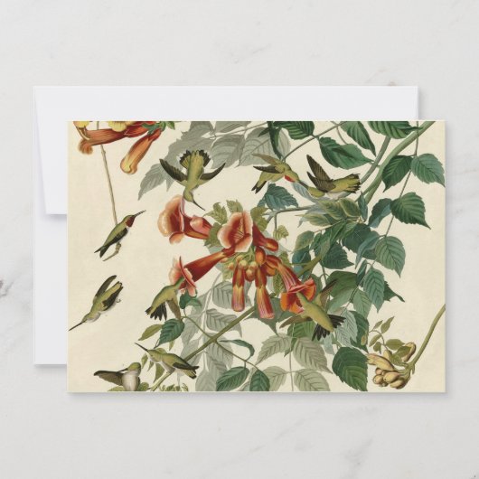 Invitation Audubon Throsé de colibri (Devant)