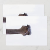 Invitation autruche (Devant / Derrière)