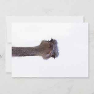 Invitation autruche