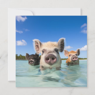 Invitation Bahamas Swimming Pig 2024