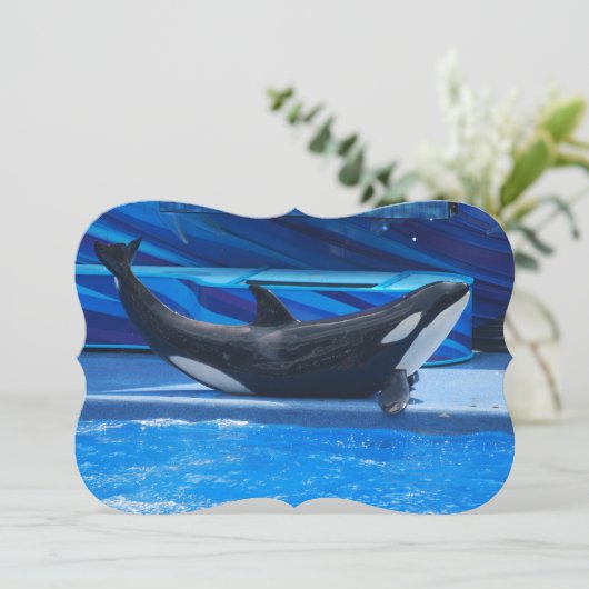 Invitation Baleines d'orque (Debout devant)