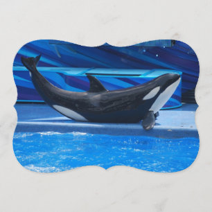 Invitation Baleines d'orque