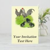 Invitation Barred Bantam Family (Debout devant)