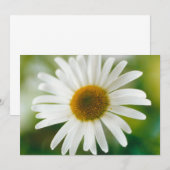 Invitation Basière oculaire blanche - Leucanthemum vulgare (Devant / Derrière)