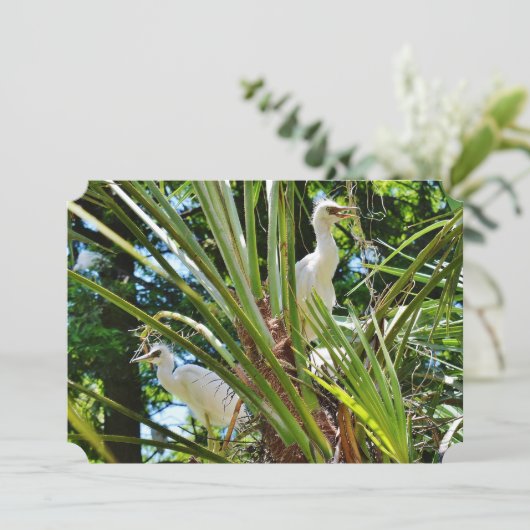 Invitation Bébé Birrds (Debout devant)