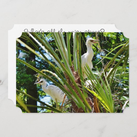 Invitation Bébé Birrds (Devant / Derrière)