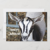 Invitation Bébé mignon photo chèvre Anniversaire (Devant)