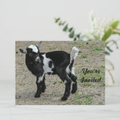 Invitation Bébé noir et blanc mignon photo chèvre Anniversair (Debout devant)