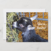 Invitation Bébé noir mignon chèvre manger foin photo Annivers (Devant)