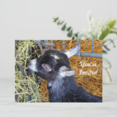 Invitation Bébé noir mignon chèvre manger foin photo Annivers (Debout devant)