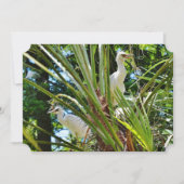 Invitation Bébés aigrettes (Devant)