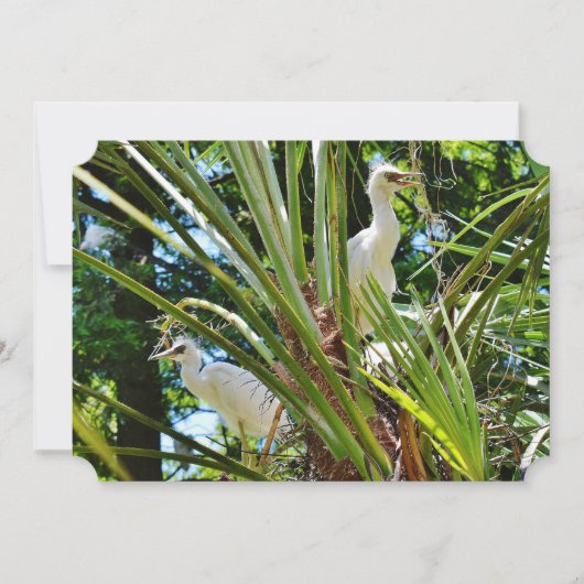 Invitation Bébés aigrettes (Devant)