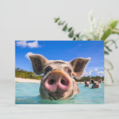 Invitation Belle natation Cochon Exuma Bahamas (Debout devant)