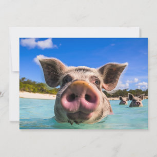 Invitation Belle natation Cochon Exuma Bahamas