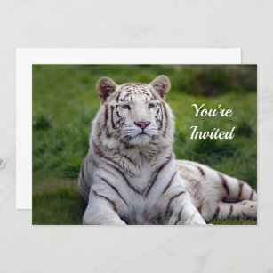 Invitations Faire Part Tigre Blanc Zazzle Be