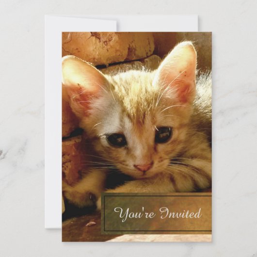 Invitation Belle soirée Little Kitten (Devant)