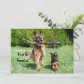 Invitation berger allemand Anniversaire (Debout devant)