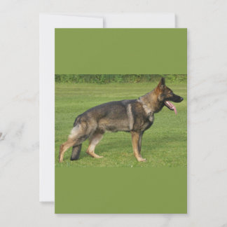 Invitation Berger Allemand Sable Complet