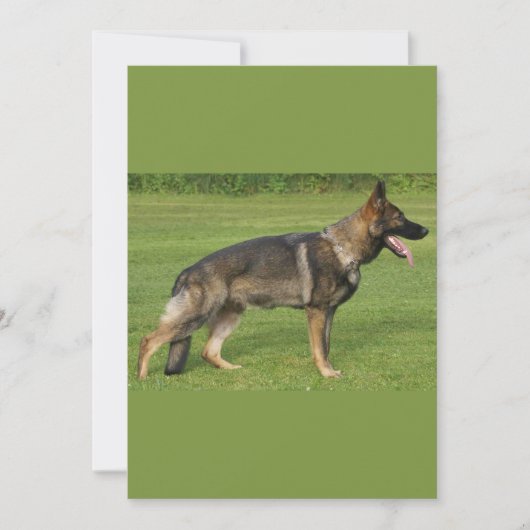 Invitation Berger Allemand Sable Complet (Devant)