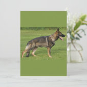 Invitation Berger Allemand Sable Complet (Debout devant)