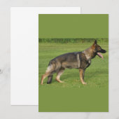 Invitation Berger Allemand Sable Complet (Devant / Derrière)
