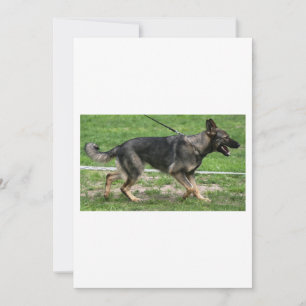 Invitation berger allemand sable en promenade