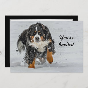 Invitation Bernese Mountain Dog photo Neige Anniversaire