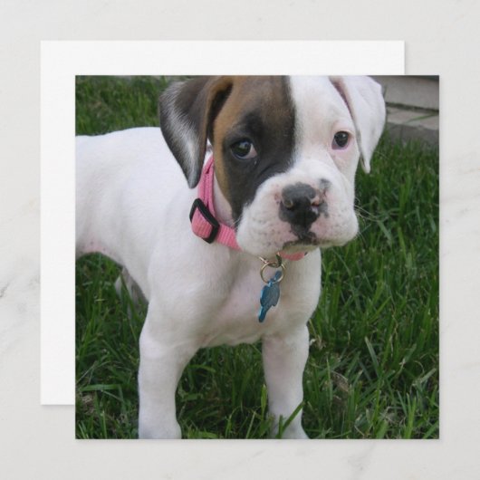 Invitation blanche de chiot de boxeur (Devant / Derrière)