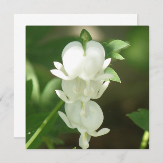 Invitation blanche de défenseur de la veuve et de (Devant / Derrière)