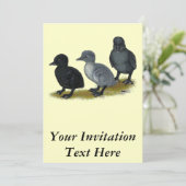 Invitation Bleu Runner Ducklings (Debout devant)