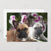 Invitation Bouledogue français deux amis (Devant / Derrière)