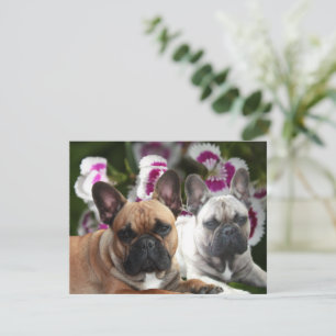 Invitation Bouledogue français deux amis French Bulldog